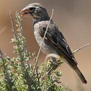 White-throated Canary