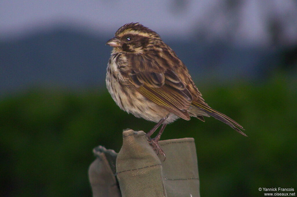 Serin striéadulte, identification, composition