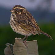 Streaky Seedeater