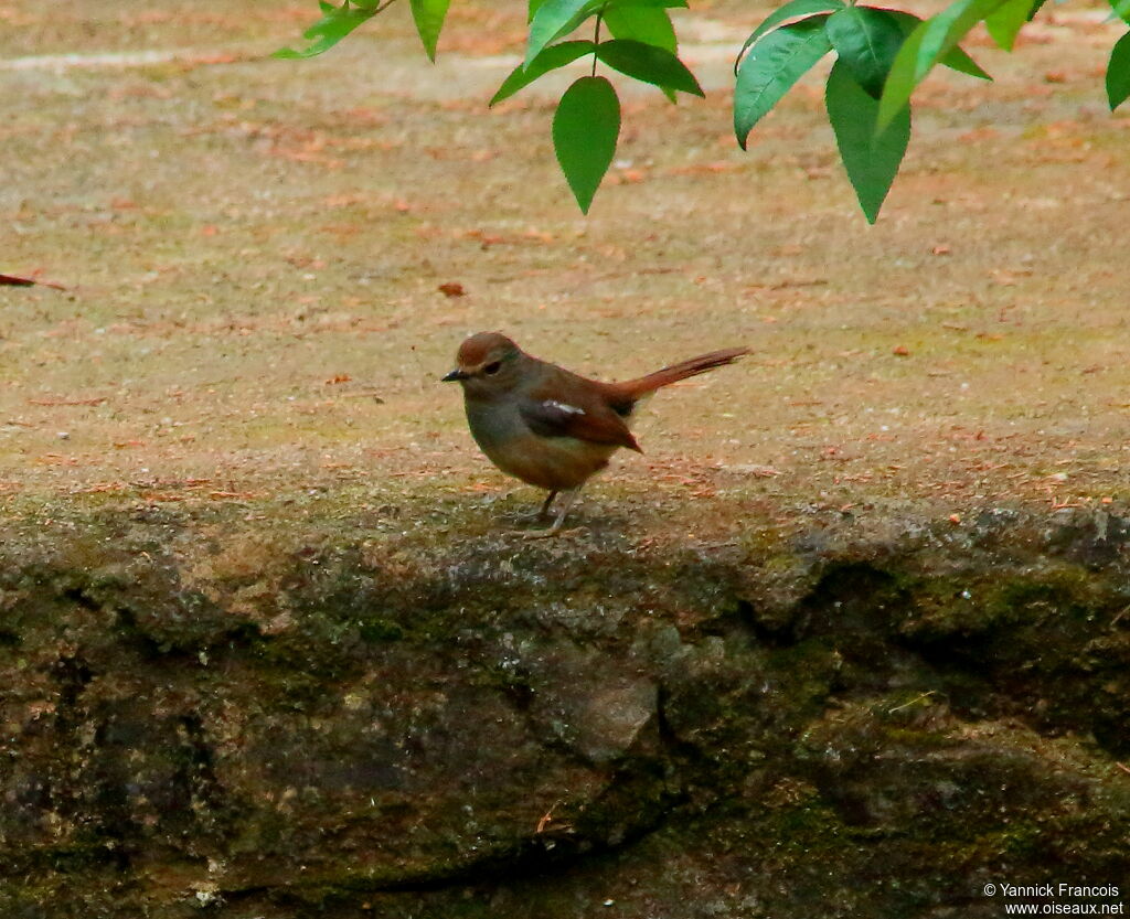 Shama de Madagascar femelle adulte, identification, composition