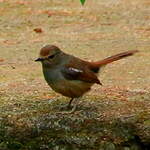 Shama de Madagascar