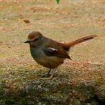 Shama de Madagascar