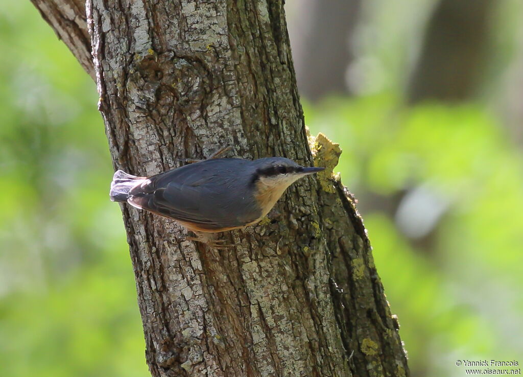 Eurasian Nuthatchadult, identification, aspect