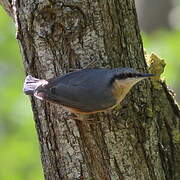 Eurasian Nuthatch