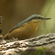 Eurasian Nuthatch