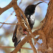 Dusky Sunbird