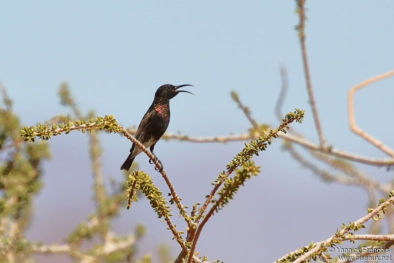 Dusky Sunbird male adult, habitat, aspect