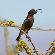 Dusky Sunbird