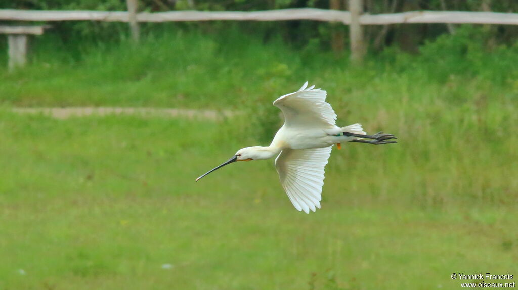 Eurasian Spoonbilladult, aspect, Flight