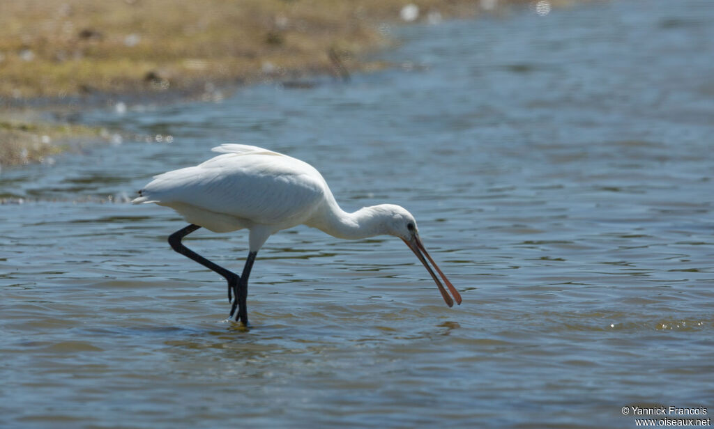 Spatule blanchejuvénile, identification, composition, pêche/chasse