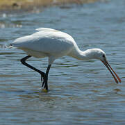 Eurasian Spoonbill
