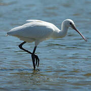 Eurasian Spoonbill