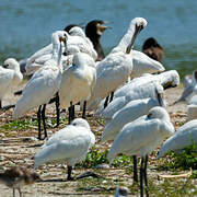 Eurasian Spoonbill