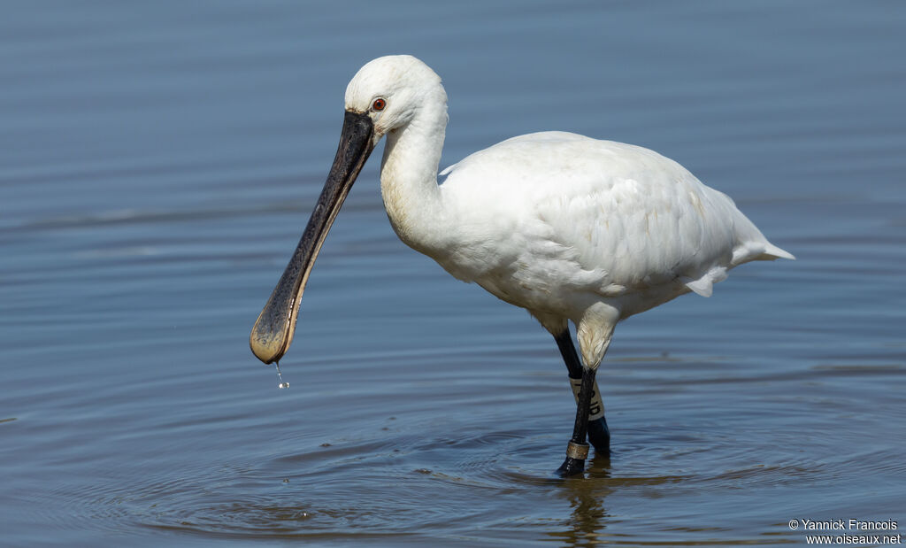 Eurasian Spoonbilladult post breeding, identification, aspect
