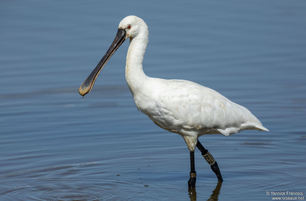 Eurasian Spoonbilladult post breeding, identification, aspect