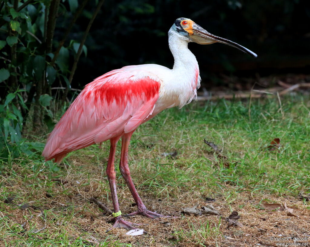 Roseate Spoonbilladult, identification, aspect