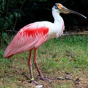 Roseate Spoonbill