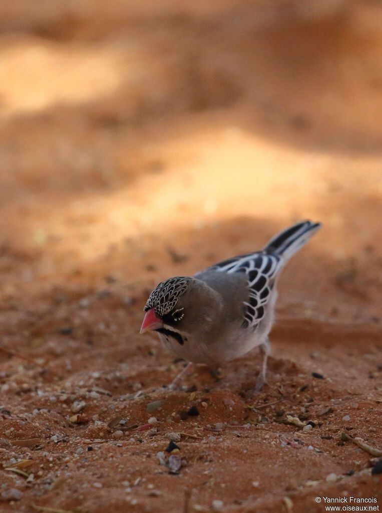 Sporopipe squameuxadulte, identification, composition