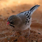 Scaly-feathered Weaver