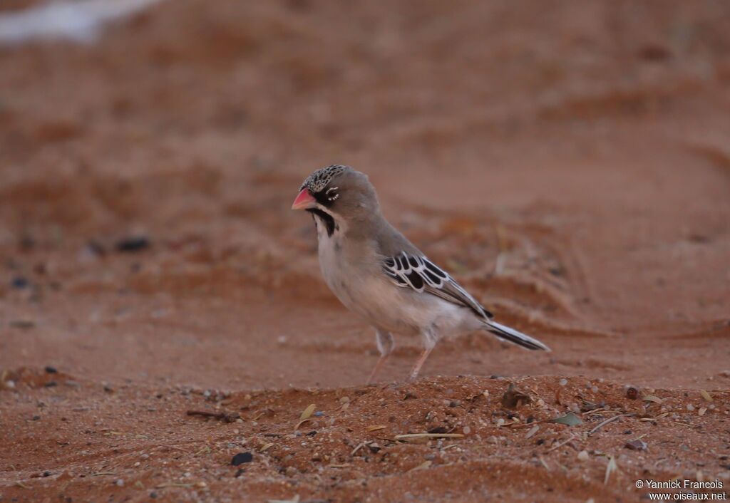 Scaly-feathered Weaveradult, identification, aspect