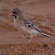 Scaly-feathered Weaver