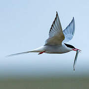 Arctic Tern