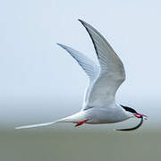 Arctic Tern