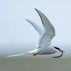 Sterne arctique