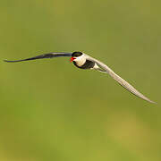 Arctic Tern