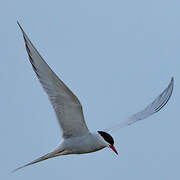 Arctic Tern