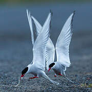 Arctic Tern