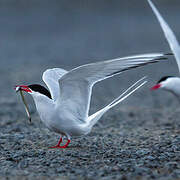 Arctic Tern