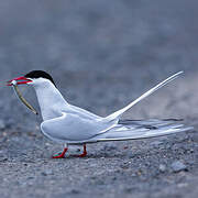 Arctic Tern