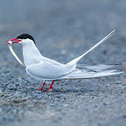 Arctic Tern
