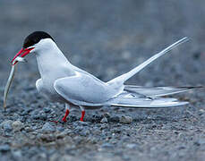 Arctic Tern