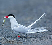 Arctic Tern