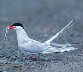 Sterne arctique