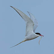 Arctic Tern