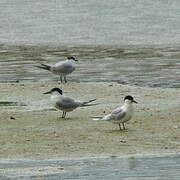 Sandwich Tern