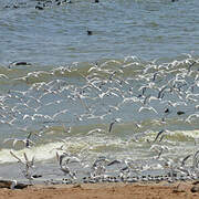 Damara Tern