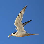 Little Tern