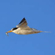 Little Tern