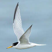 Little Tern
