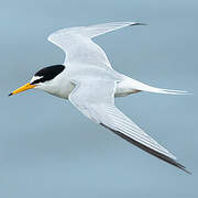 Little Tern