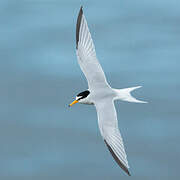 Little Tern