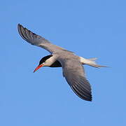 Common Tern