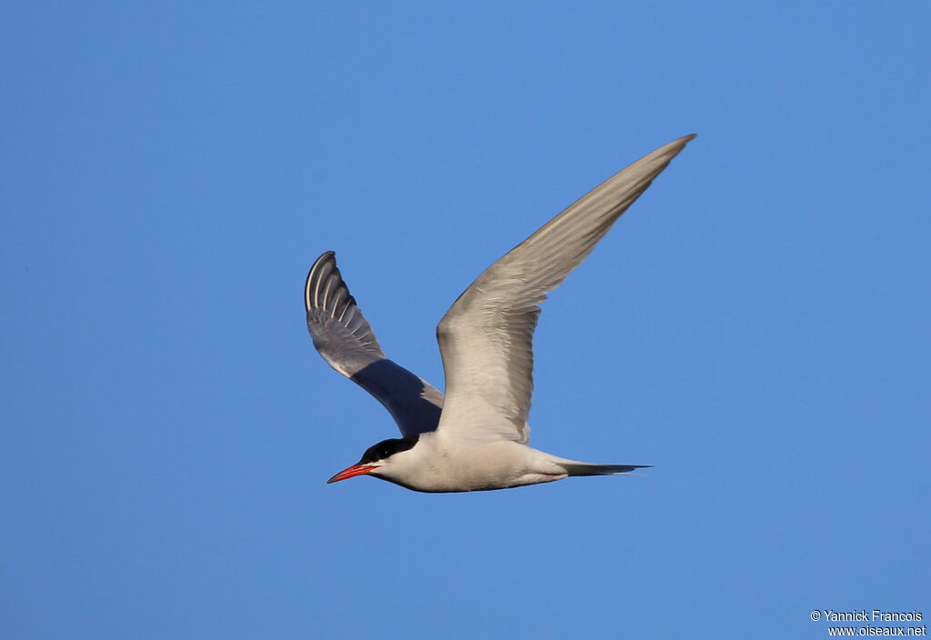 Common Ternadult breeding, aspect, Flight