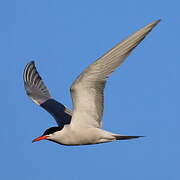 Common Tern