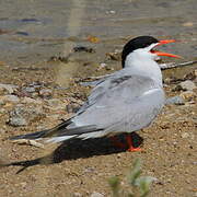 Common Tern