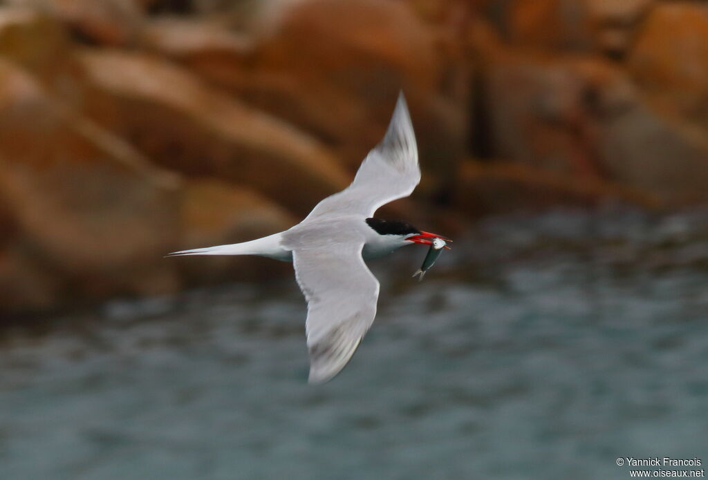 Common Ternadult, habitat, fishing/hunting